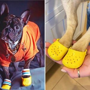 mini yellow dog crocs